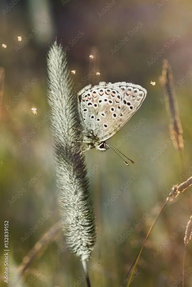  Butterfly icarus shot with shallow depth of field.