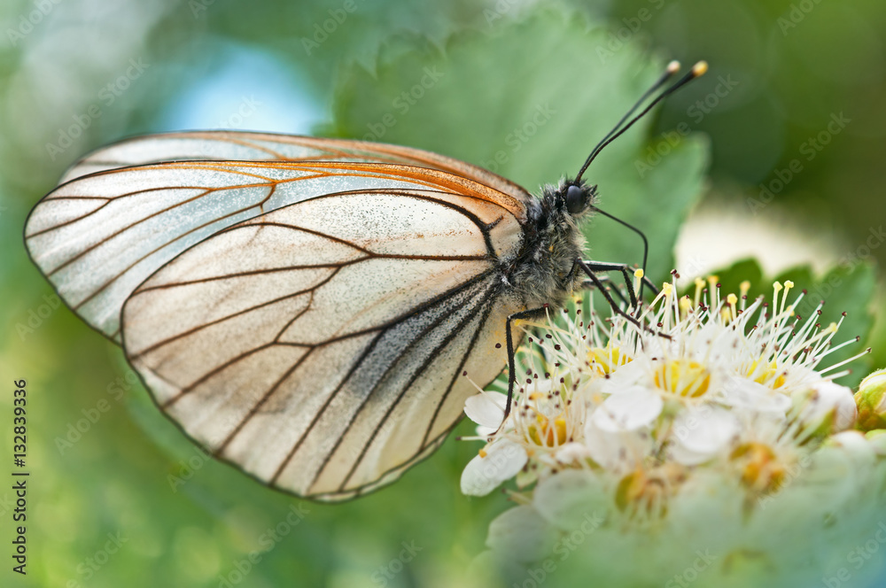 Aporia crataegi sits on flower macro.