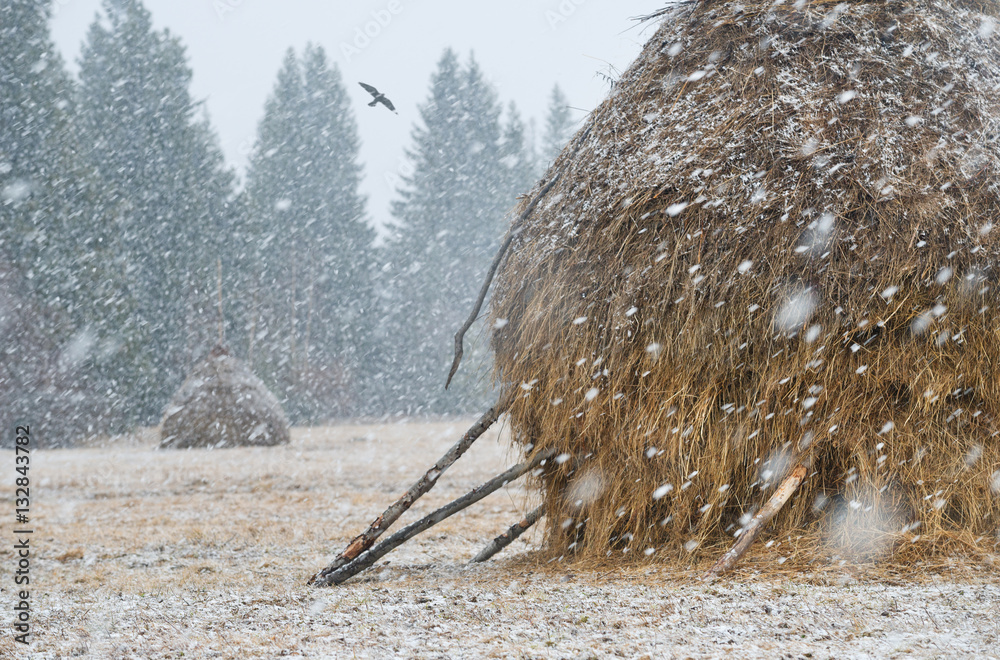 Haystacks on meadow in winter in  snowfall.