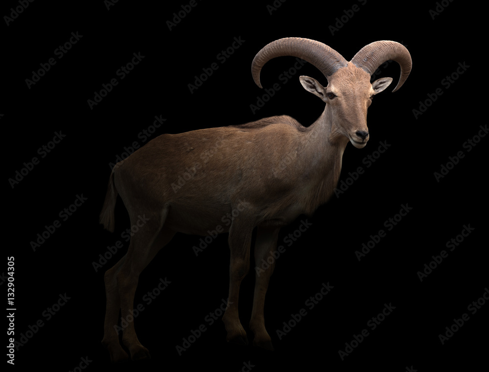 barbary sheep in the dark