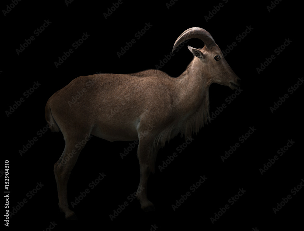 male barbary sheep in the dark