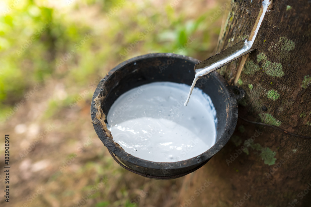 从橡胶树（巴西橡胶树）中提取的乳白色乳胶作为天然橡胶的来源