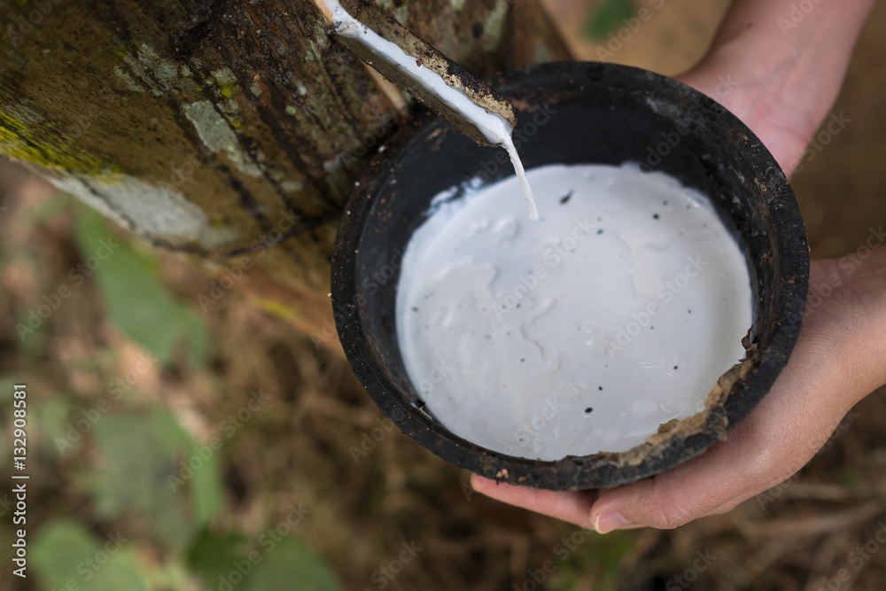 从橡胶树（巴西橡胶树）中提取的乳白色乳胶作为天然橡胶的来源