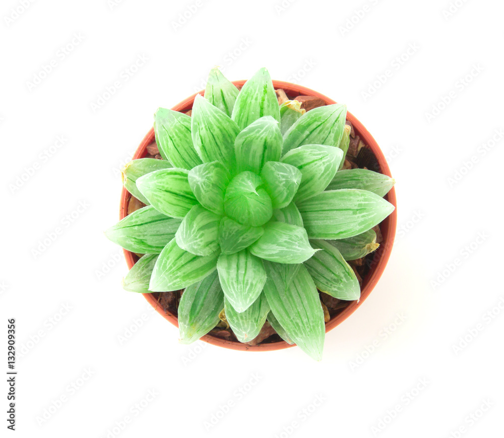 the succulents plant in pot on white background , overhead or to