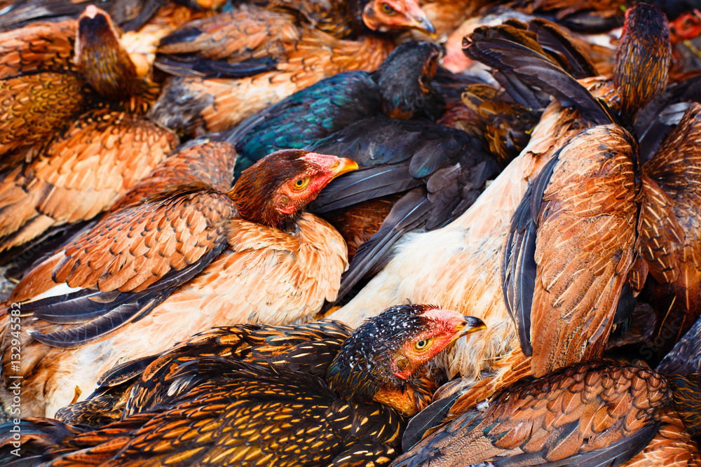 Hens on a farm. Organic chicken. Food background.