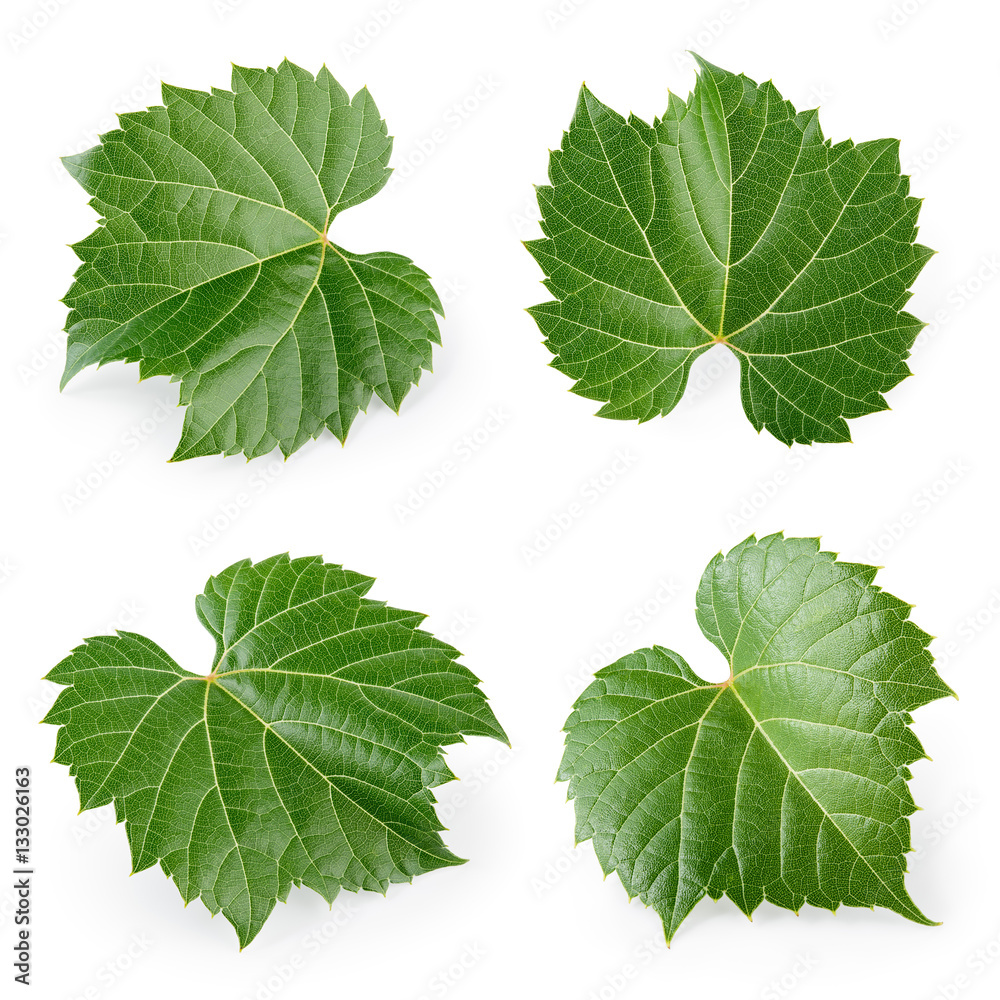 Fresh raw grape leaves isolated on white. Collection.