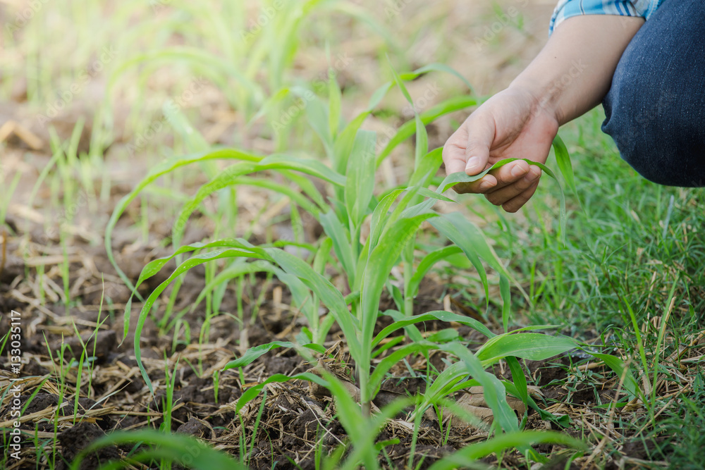 farmer inspecting corn by hand in agriculture garden.