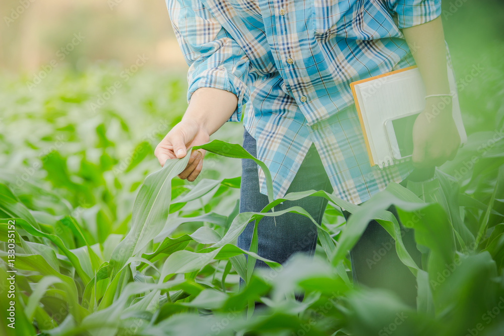 farmer inspecting corn in agriculture garden.