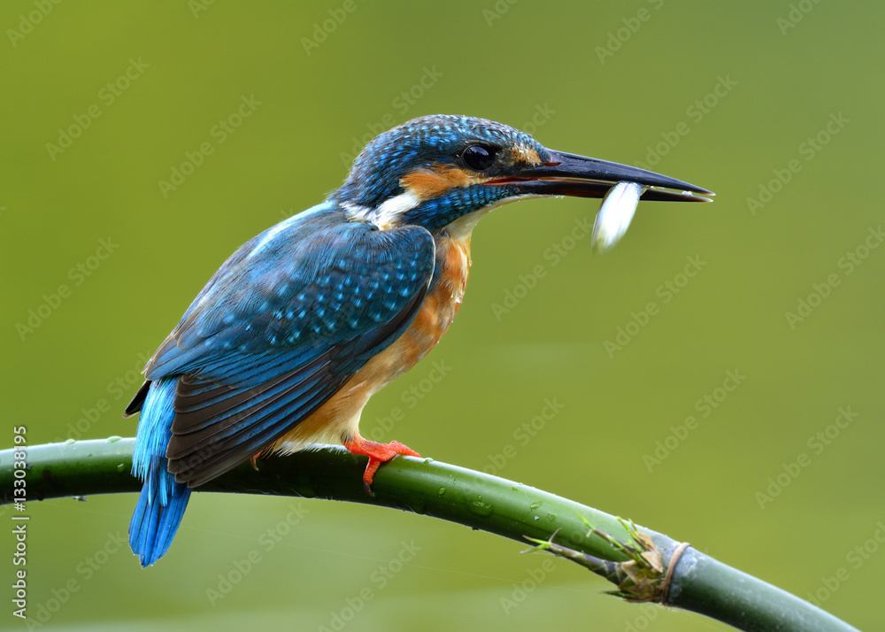 Common Kingfisher (Alcedo atthis) small beautiful blue bird fish