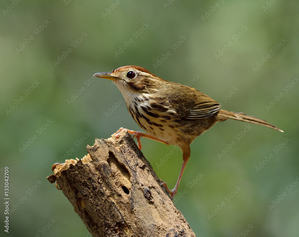 Puff-throated babbler or spotted babbler (Pellorneum ruficeps) l