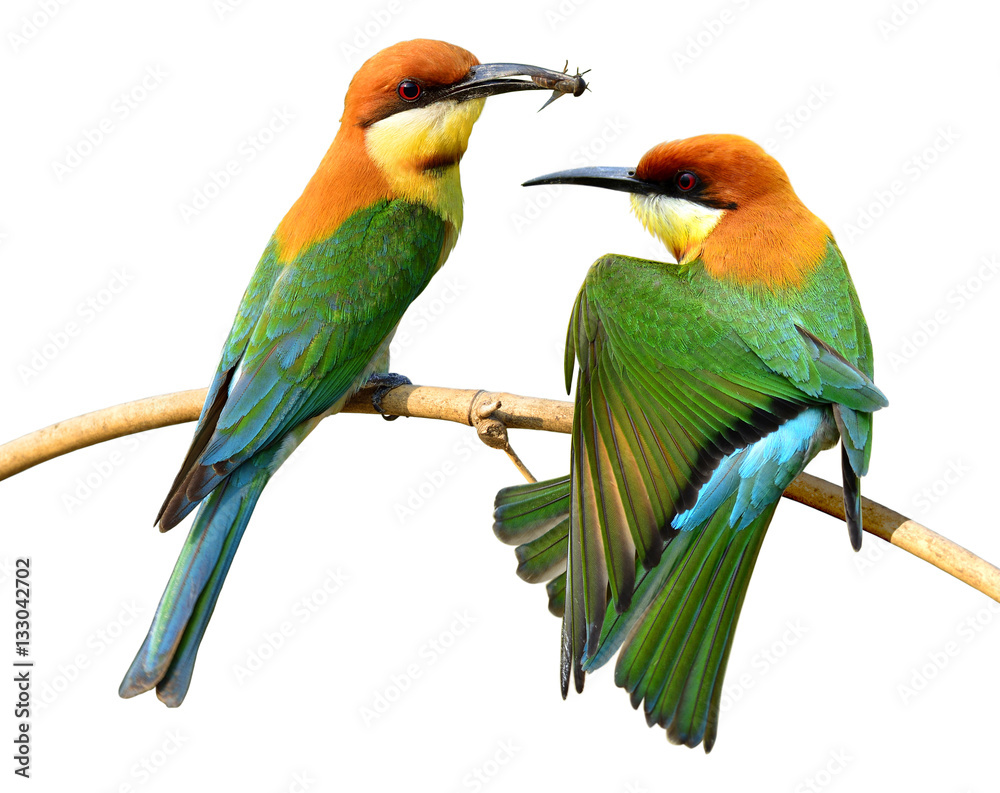 Pair or Chestnut-headed Bee-eater (merops leschenaulti) beautifu