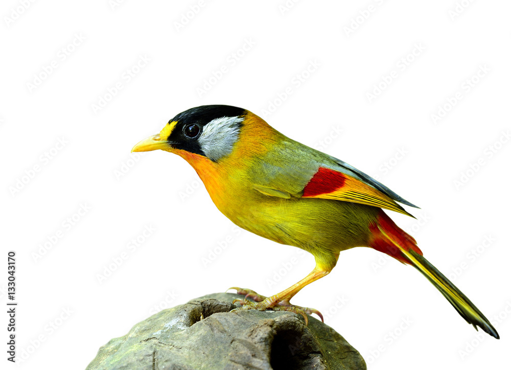 Silver-eared Mesia (Leiothrix argentauris) beautiful yellow bird