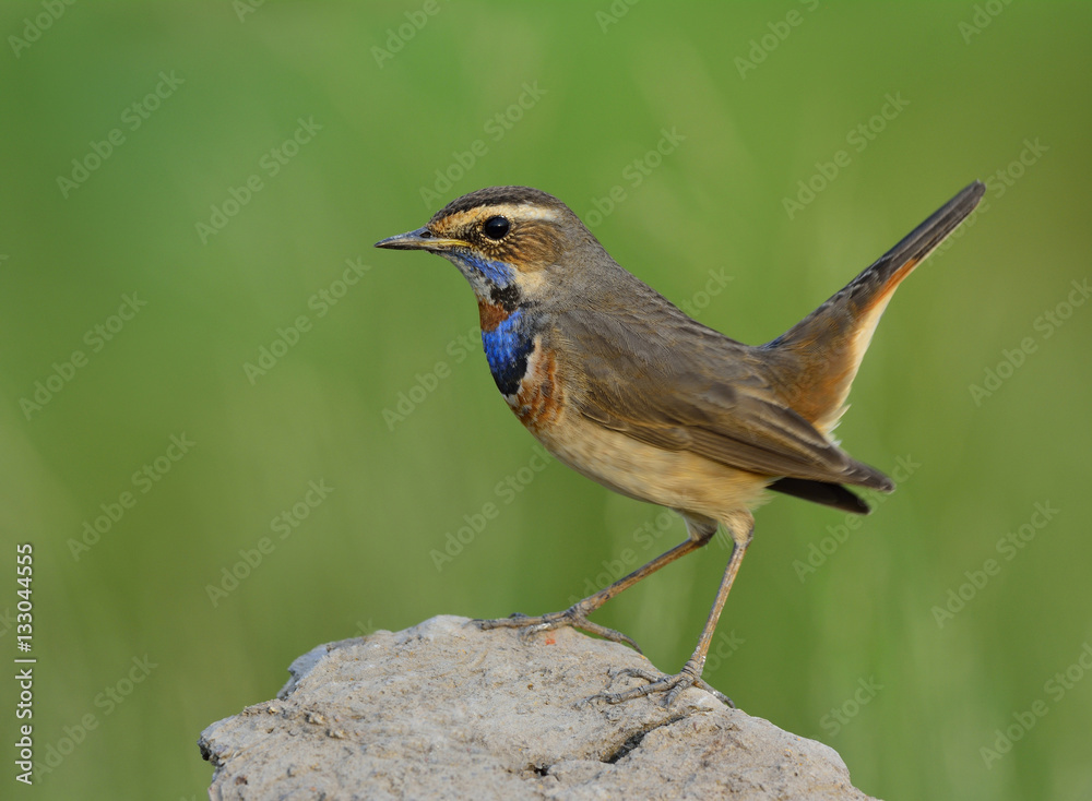 Wagging tail bird, Bluethroat (Luscinia svecica) beautiful blue