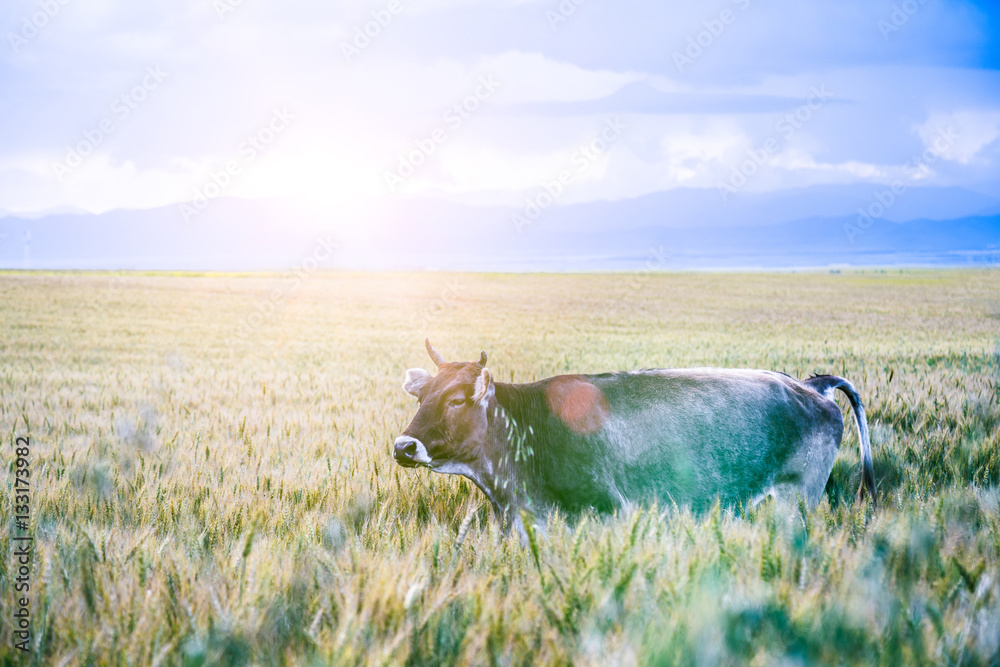 Eating cattle, the endless scenery of the wilderness.