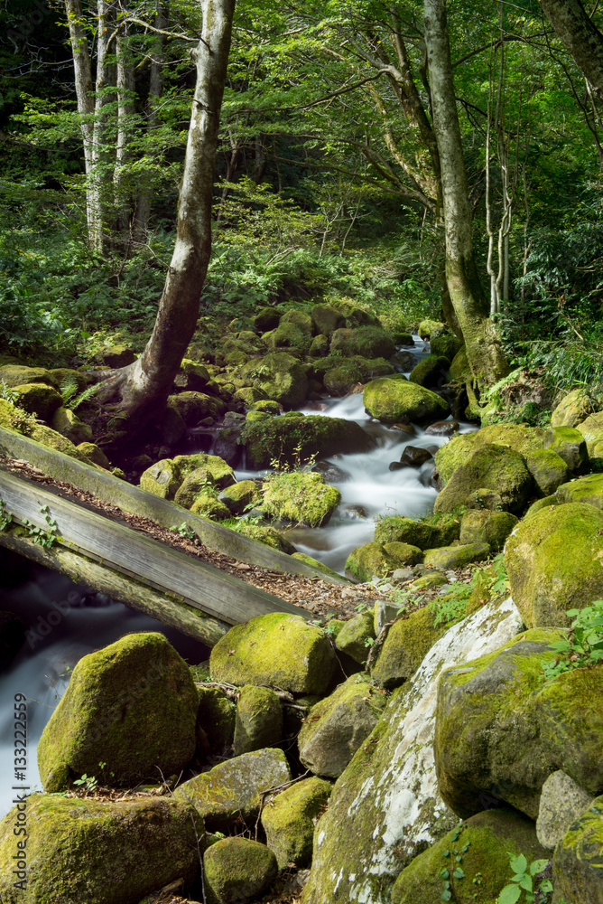 苔の生える渓流