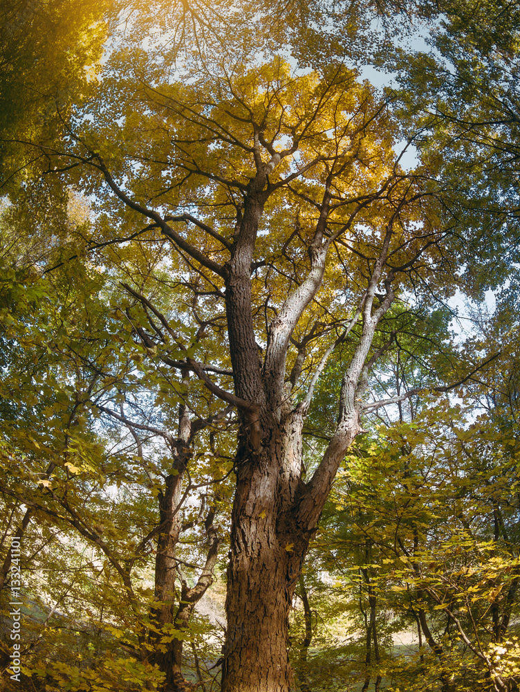 Summer nature yellow maple tree