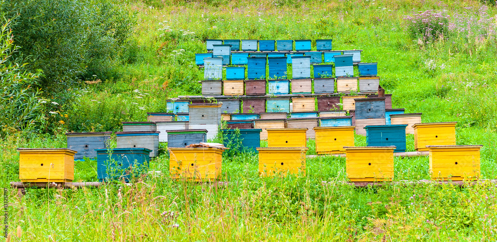 Rows of colorful Bee Hives apiary in sunny summer day