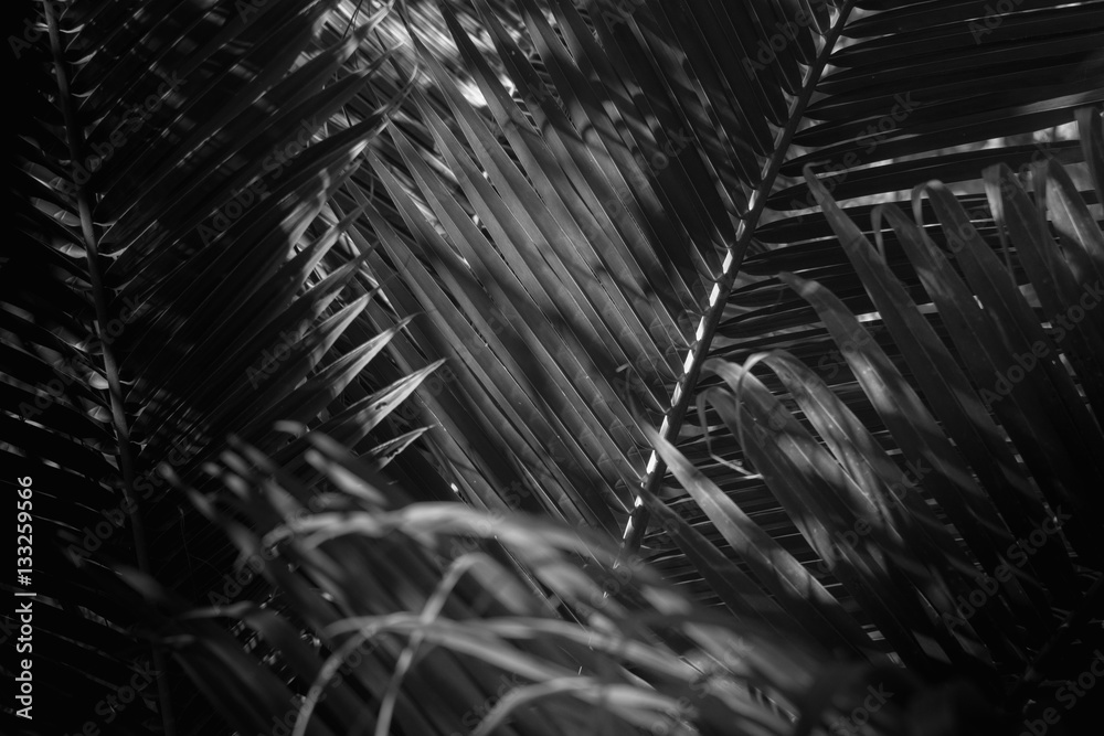 white and black abstract background of coconut leaf.