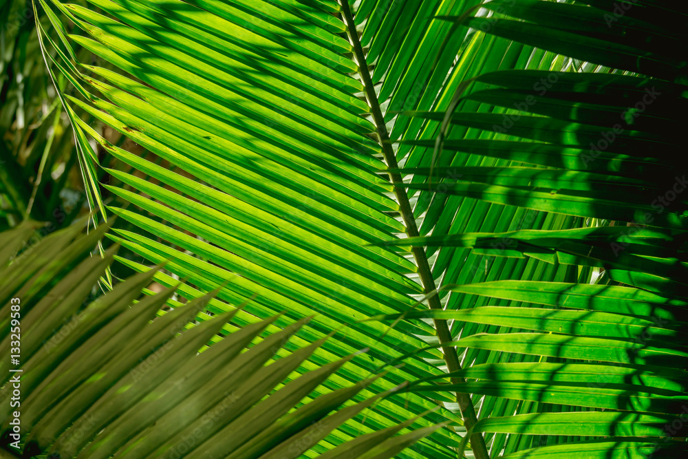 Abstract background of dark coconut palm leaf