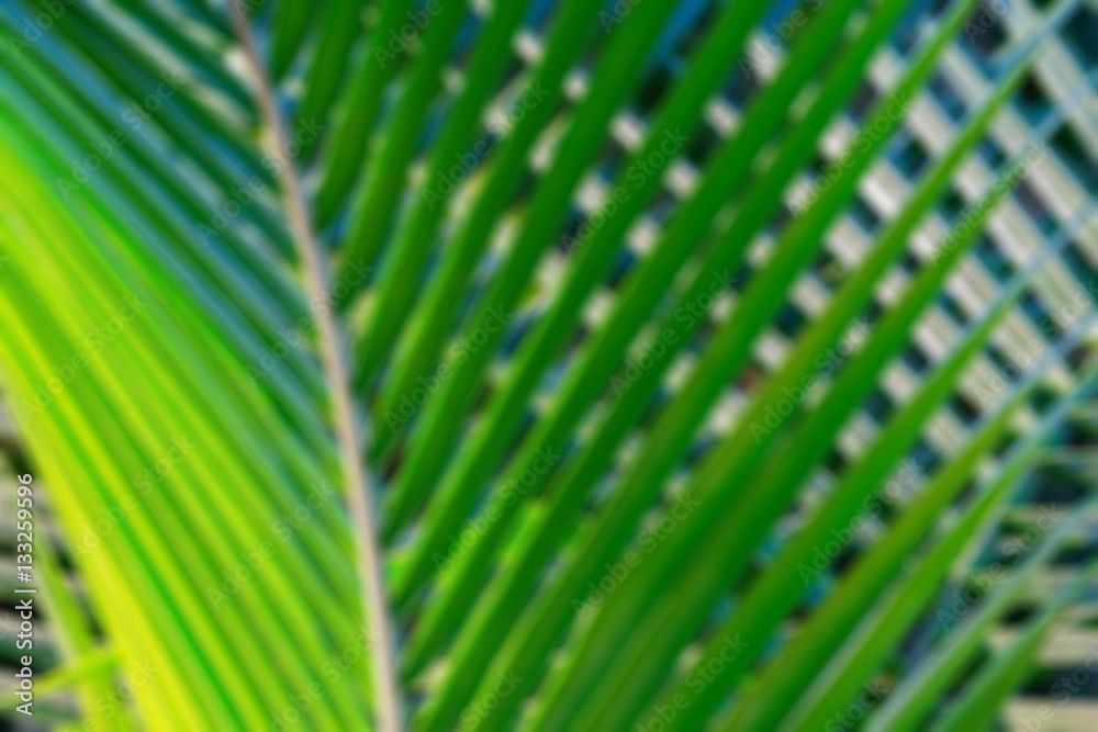 Abstract blur bokeh background of coconut palm leaf