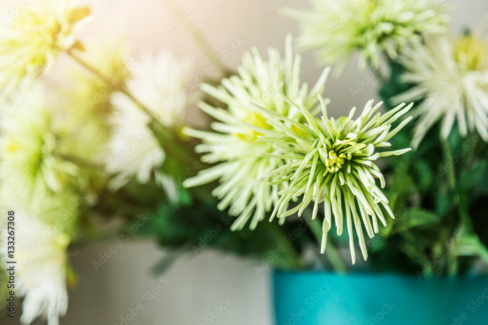 Beautiful bouquet of white wide flower in vase on light backgrou