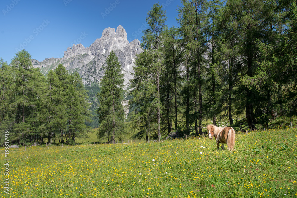 Horse in front of idyllic mountain landscape, Austria