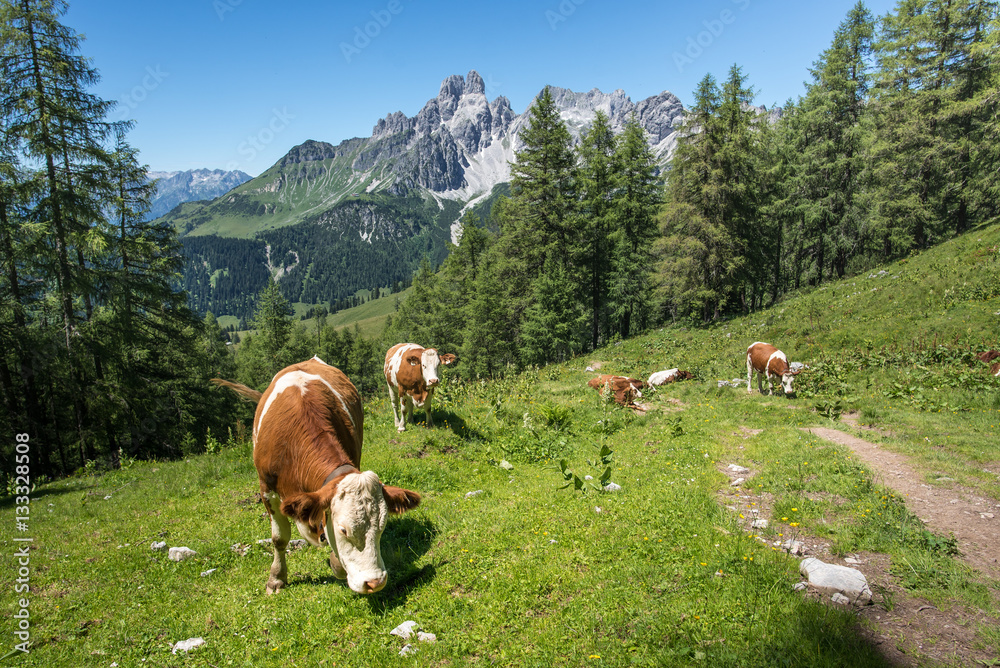 Cow in front of idyllic mountain landscape, Austria