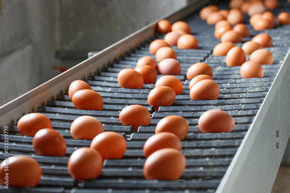 Fresh and raw chicken eggs on a conveyor belt