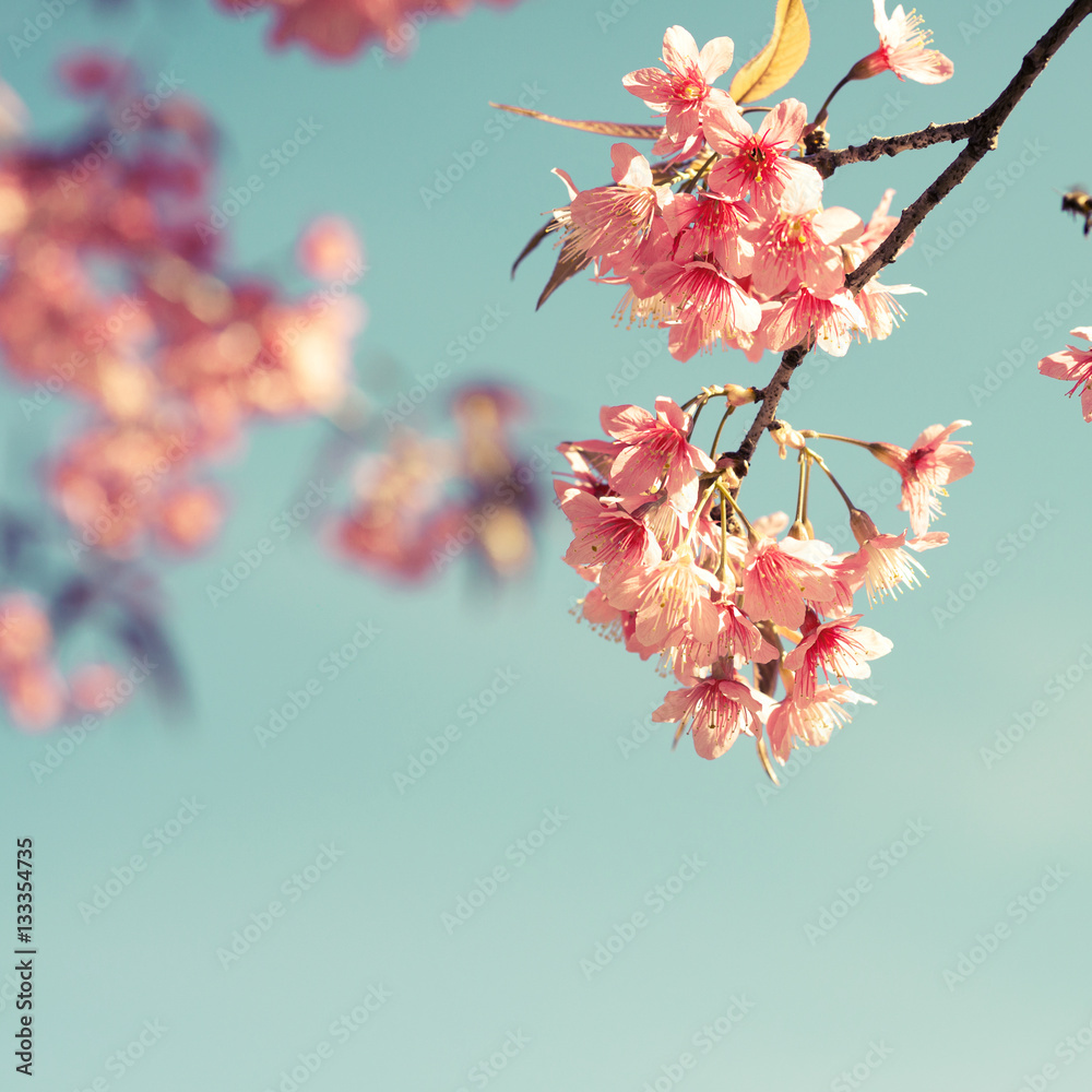 Vintage cherry blossom - sakura flower. nature background  (retro filter effect color)