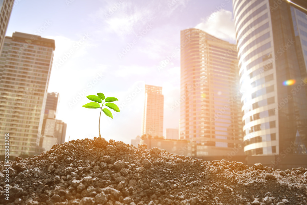 Young plant growing in polluted city, Environmental concept