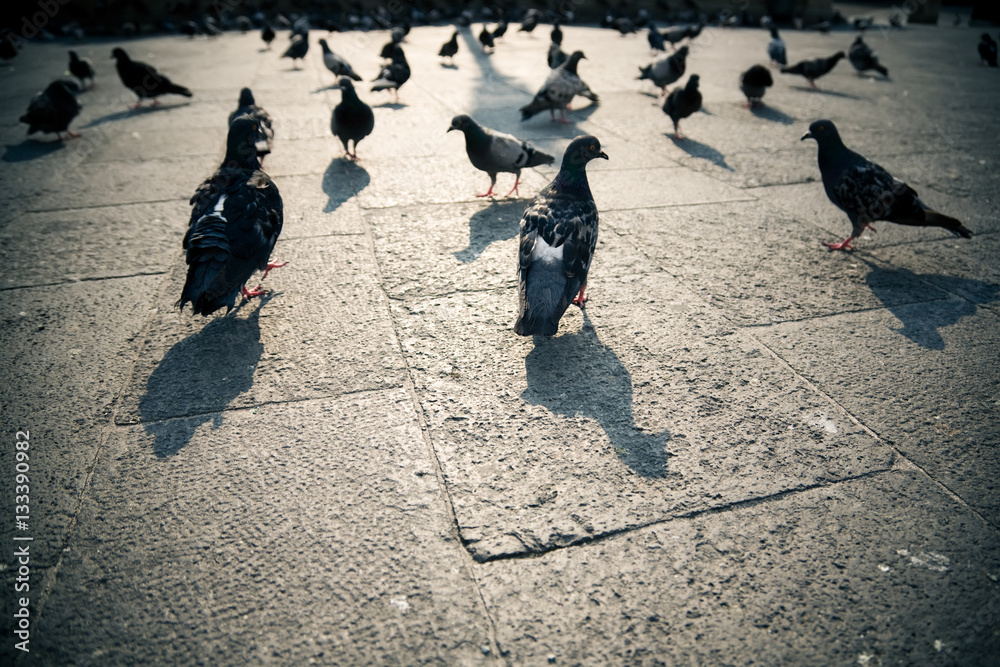 Pigeons in a city