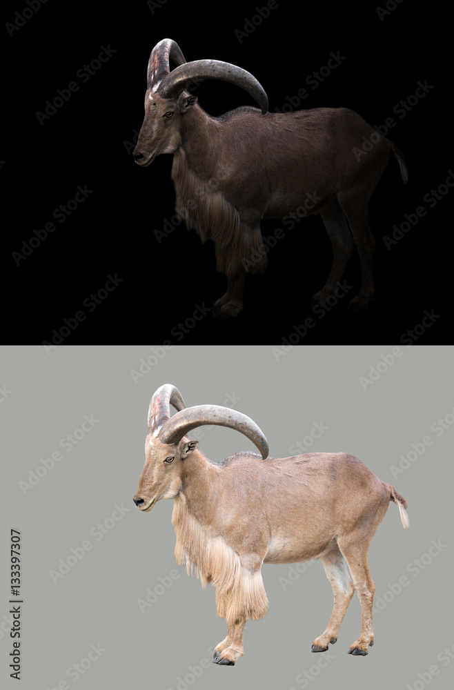 barbary sheep in the dark