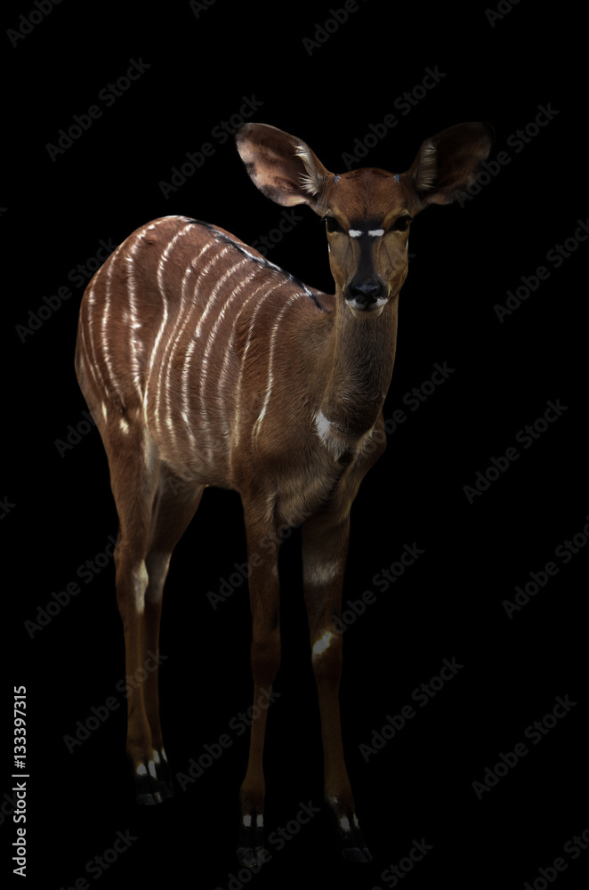 nyala standing in the dark