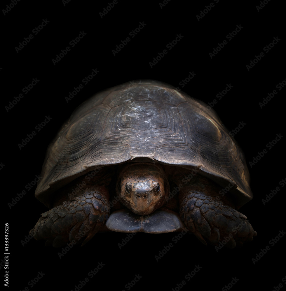 turtle in the dark