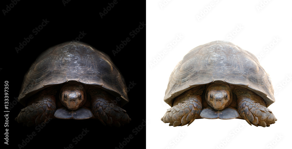 turtle in the dark and white background