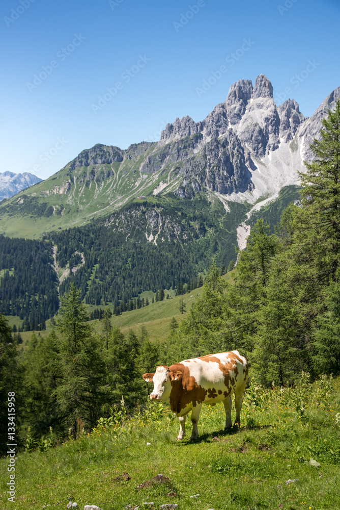 Cow in front of idyllic mountain landscape, Austria