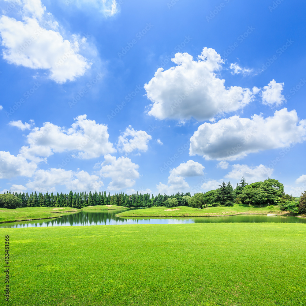 field of green grass and blue sky in summer day