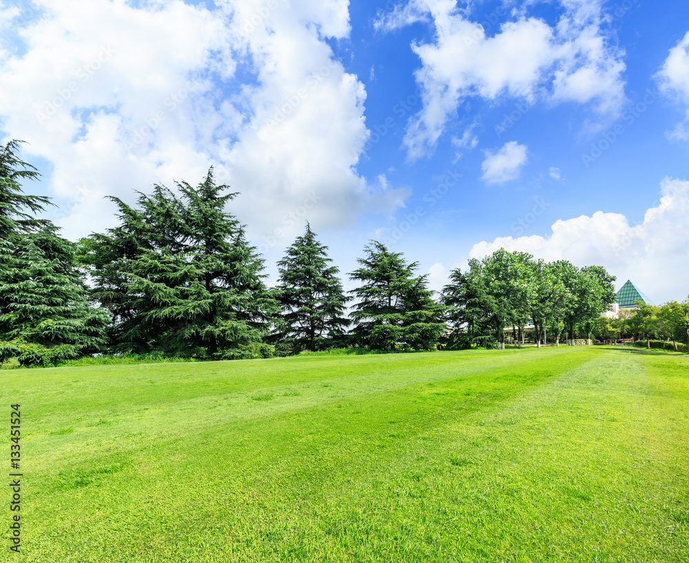 field of green grass and blue sky in summer day