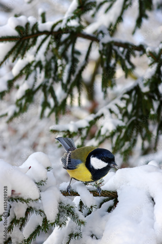 Tit sitting on spruce branches