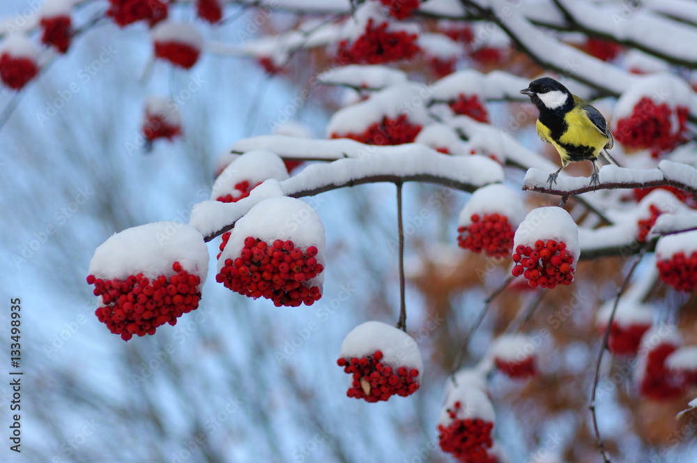 Tit sitting on a branch of rowan