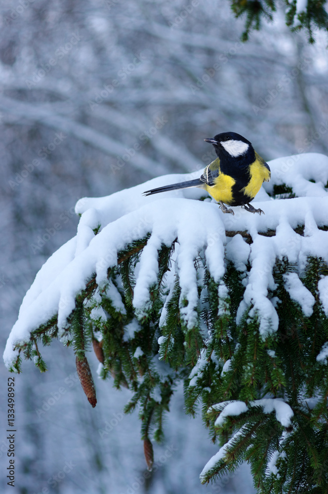 Tit sitting on spruce branches