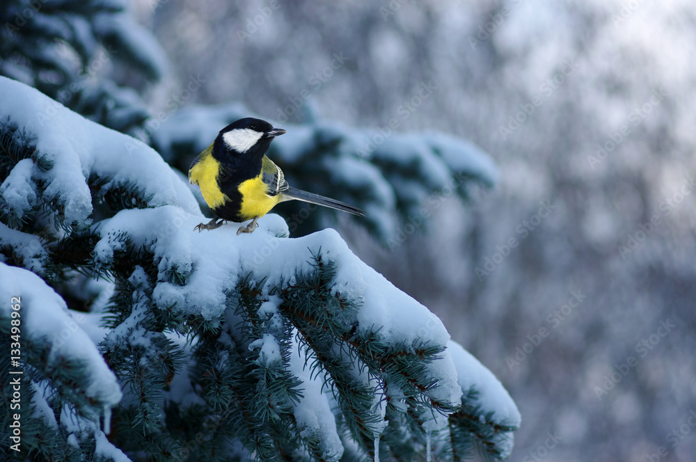 Tit sitting on spruce branches