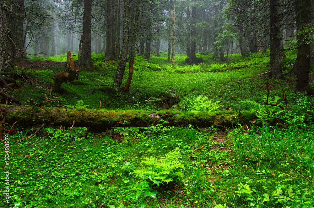 Trees in forest