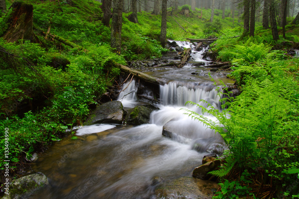 River in the woods