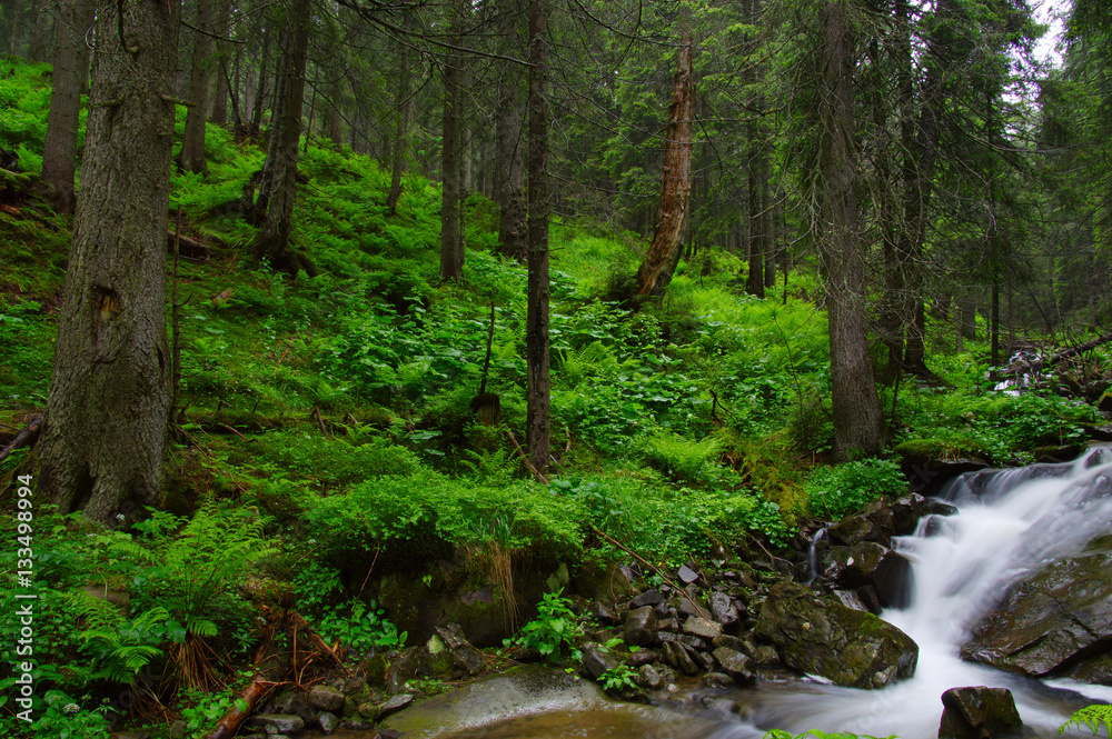 Trees in forest