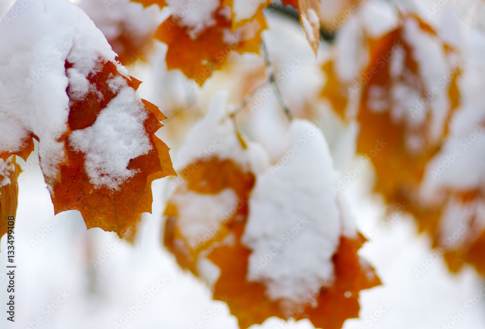 Yellow leaves in snow