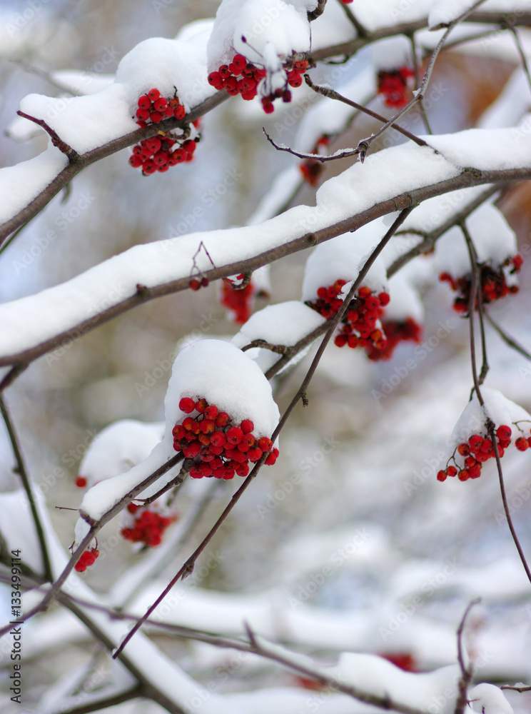  rowan covered with the snow