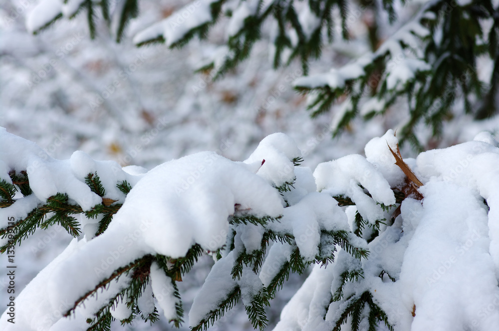 Spruce branches covered with snow