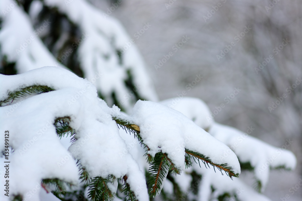 Spruce branches covered with snow