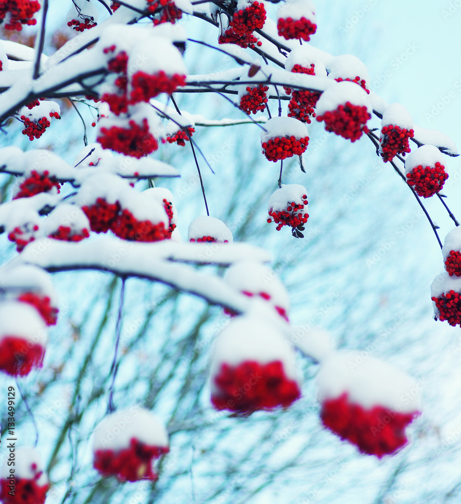  rowan covered with the snow